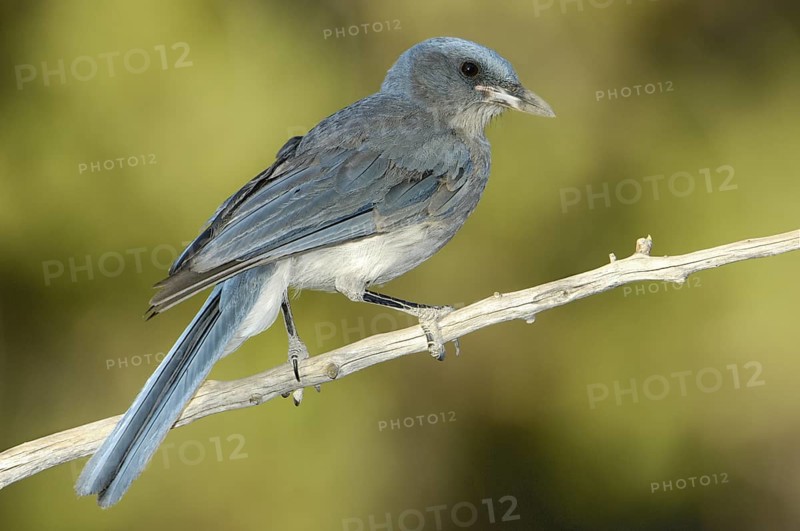 Mexican Jay (Aphelocoma wollweberi), Arizona, USA