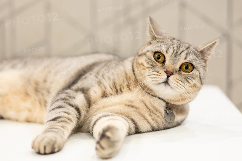 This image captures a charming British Shorthair cat lounging comfortably at home, showcasing its stunning grey coat and striking yellow eyes