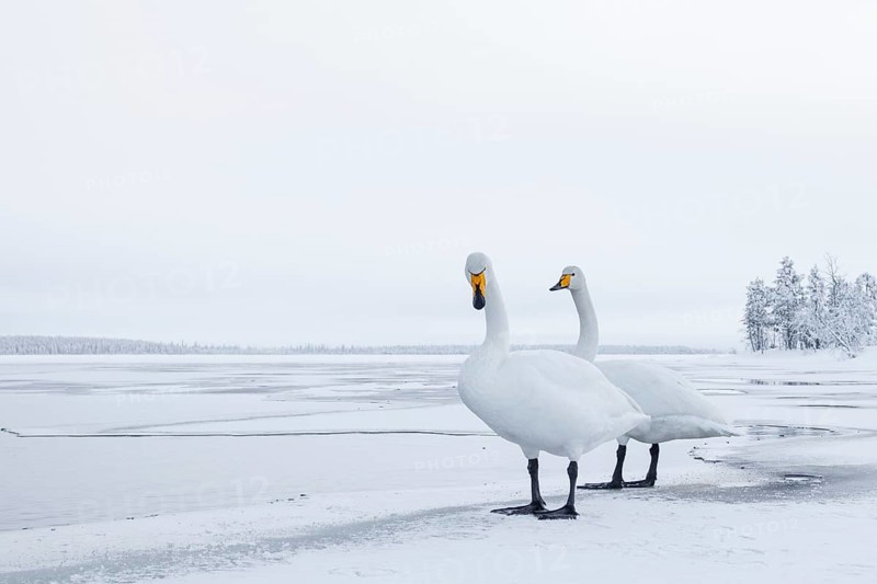 Whooper Swan (Cygnus cygnus), Finland