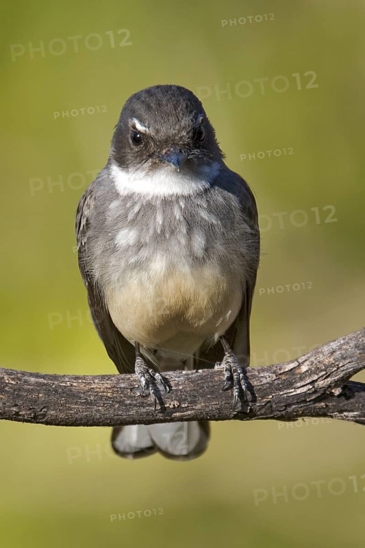 Northern Fantail (Rhipidura rufiventris), Western Australia, Australia