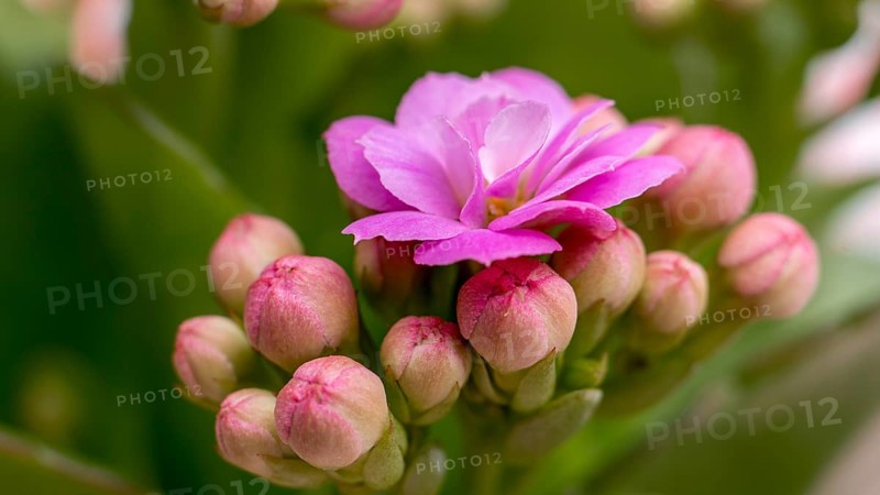 A close-up image captures the stunning details of a pink alpine flower, showcasing its vibrant petals and budding clusters during a summer day, set against a soft, green backdrop