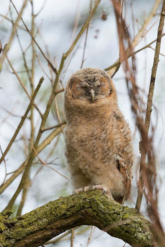 Tawny Owl (Strix aluco) juvenile perched on a branch, North Rhine-Westphalia, Germany