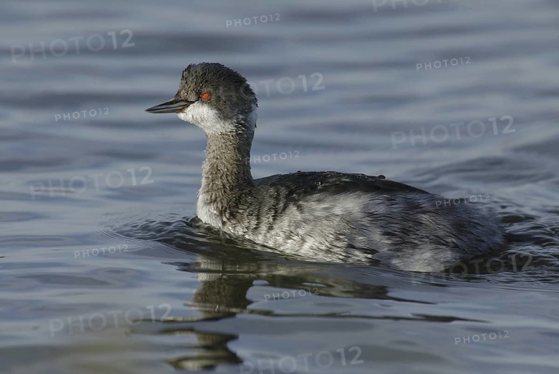 Black-necked Grebe (Podiceps nigricollis), California, USA