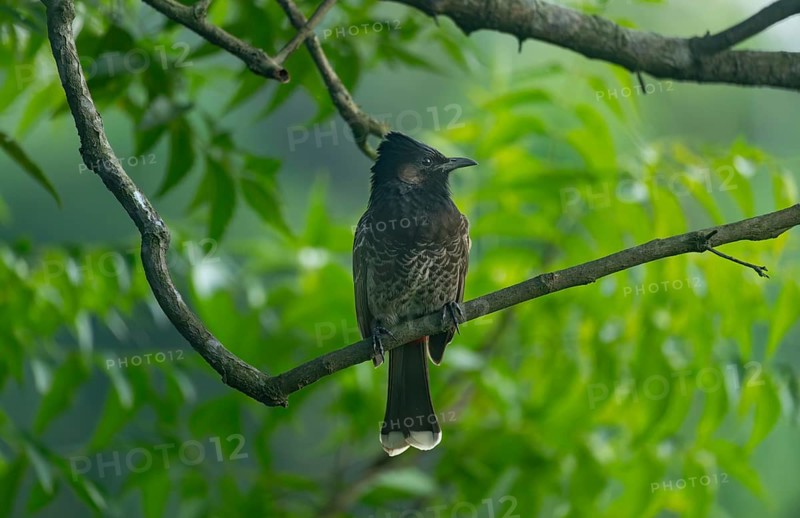 A Red-vented Bulbul (Pycnonotus cafer) on a tree branch, Sreepeur, Gazipur