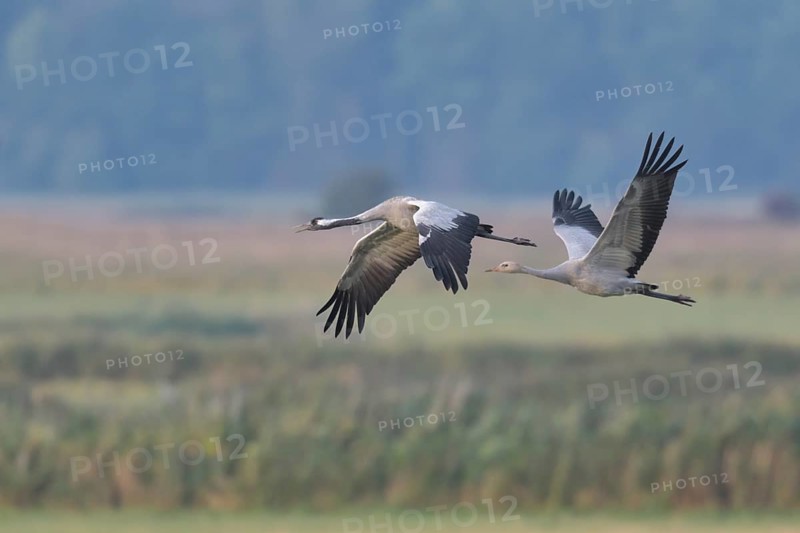 Common Crane (Grus grus) group flying, Mecklenburg-Western Pomerania, Germany