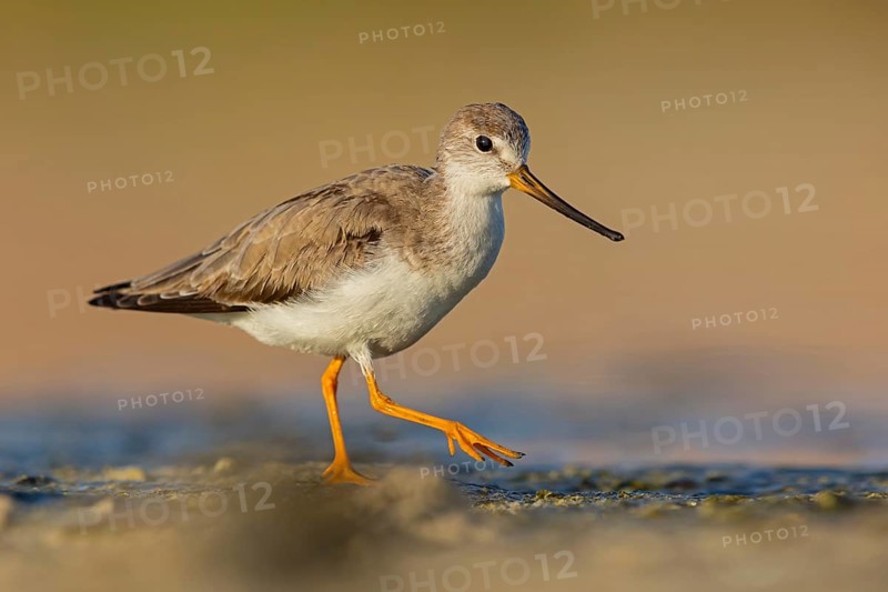 Terek sandpiper, (Xenus cinereus), animal, animals, bird, birds, snipe family, snipe, biotope, habitat, foraging Salalah, Raysut, Sohar, Oman