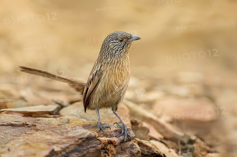 Dusky Grasswren (Amytornis purnelli), Northern Territory, Australia