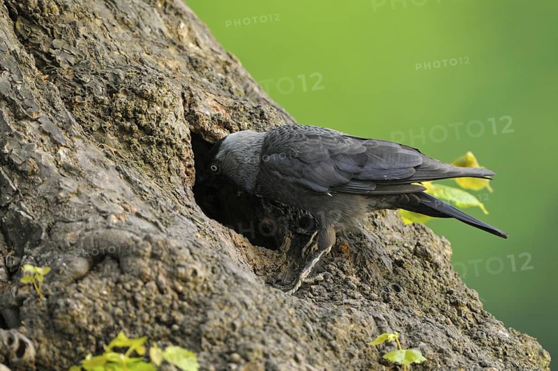 Dohle (Corvus monedula), Jackdaw, Altvogel an der Bruthoehle, Mai, Borken, Muensterland, Nordrhein-Westfalen, Deutschland