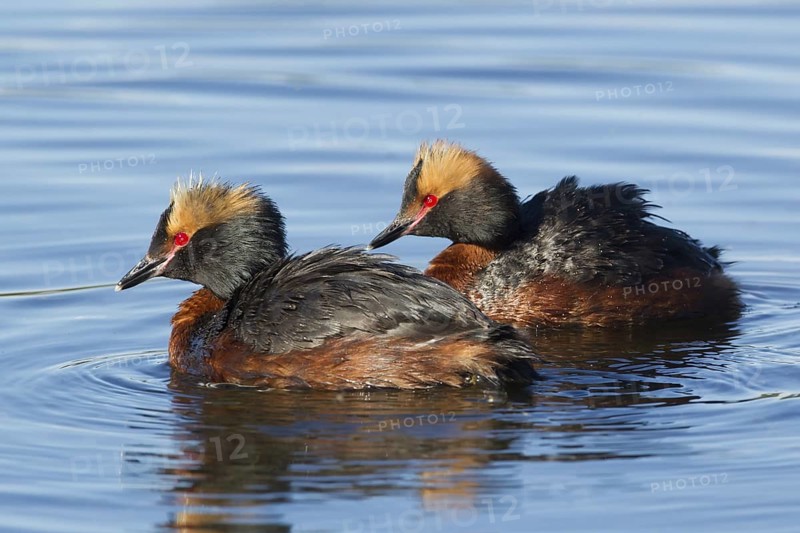 Horned Grebe (Podiceps auritus), Iceland