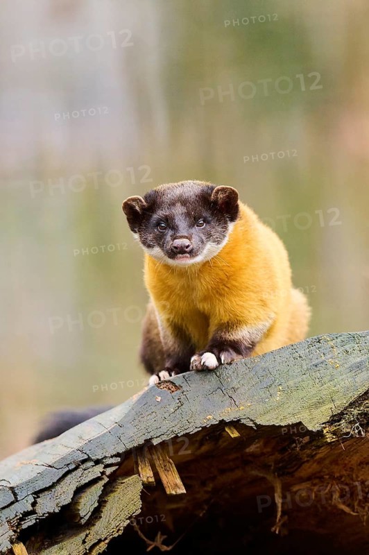 Yellow-throated marten (Martes flavigula) on an old tree trunk, Germany