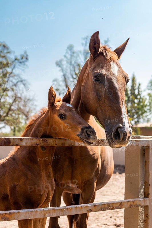 A young foal stands close to its mother on a sunny day in a rural paddock. The horses are framed by a fence, with clear blue skies and trees in the background