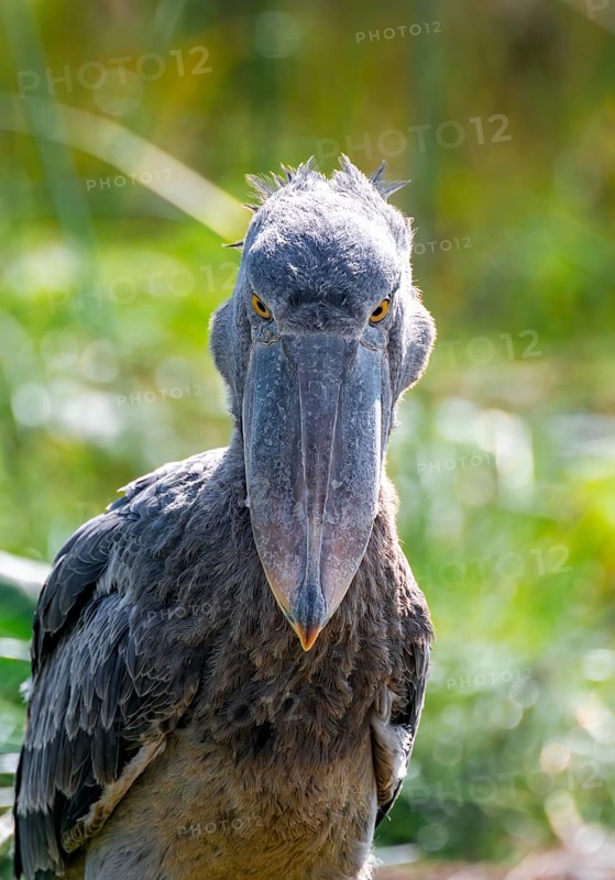 Shoebill (Balaeniceps rex), juvenile, animal portrait, evil eye, swamps of Mabamba, Lake Victoria, Uganda