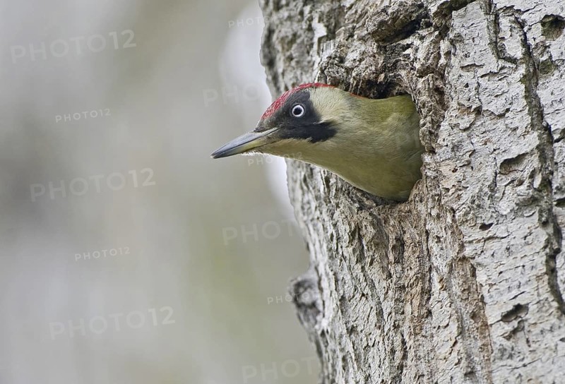 European Green Woodpecker (Picus viridis), Saxony, Germany