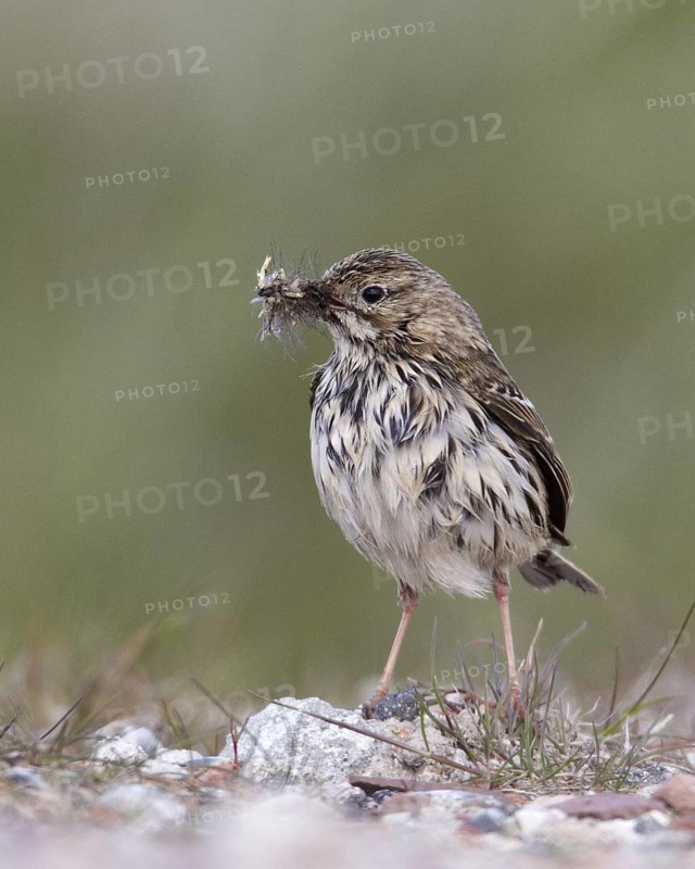 Meadow Pipit (Anthus pratensis), Schleswig-Holstein, Germany