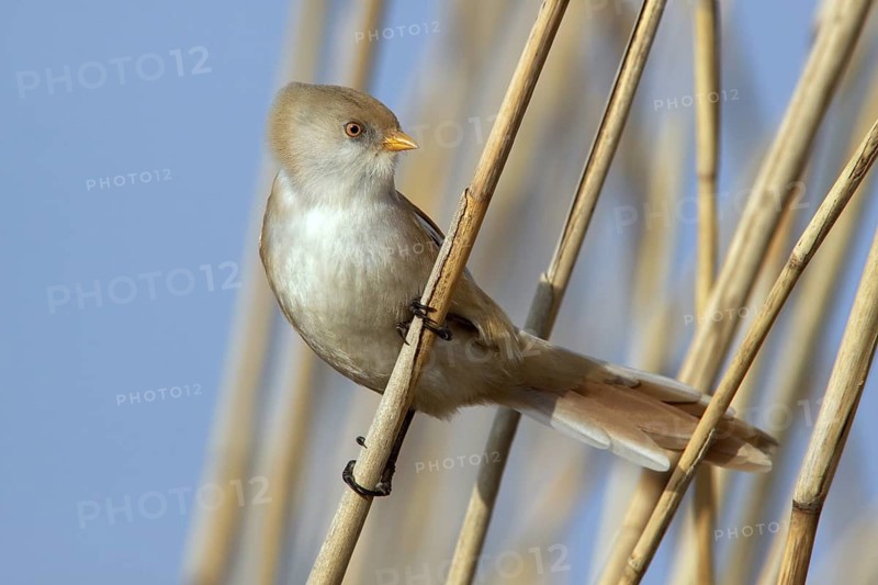 Bearded Reedling (Panurus biarmicus) female perched on reed, Mecklenburg-Western, Pomerania, Germany