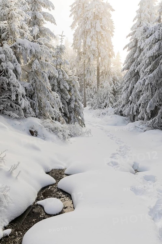 Path through the snowy winter forest on the Auersberg, Erzgebirge, Eibenstock, Saxony, Germany