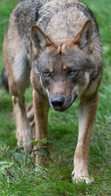 Wolf (Canis lupus) walks through its territory and looks attentively, Germany