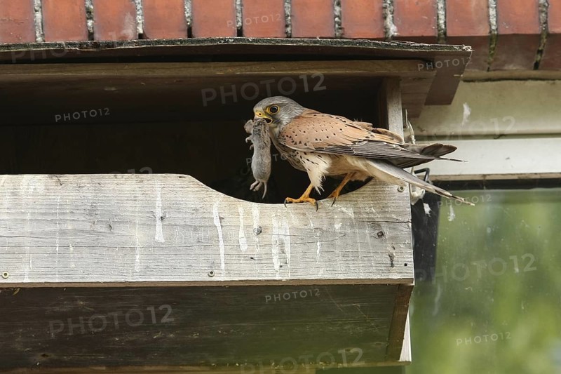 Common Kestrel (Falco tinnunculus), Lower Saxony, Germany