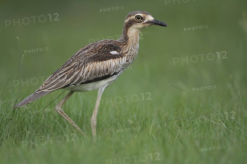 Bush Stone-curlew (Burhinus grallarius), Darwin, Australia