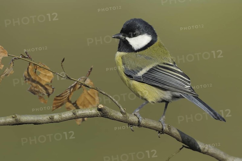 Great Tit (Parus major), North Rhine-Westphalia, Germany