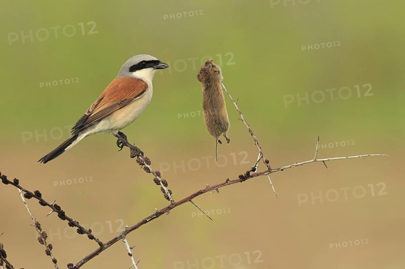 Red-backed Shrike (Lanius collurio) male, Baden-Wuerttemberg, Germany