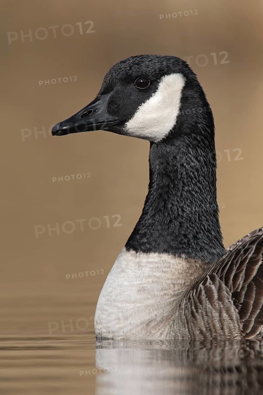 Canada Goose (Branta canadensis), British Columbia, Canada