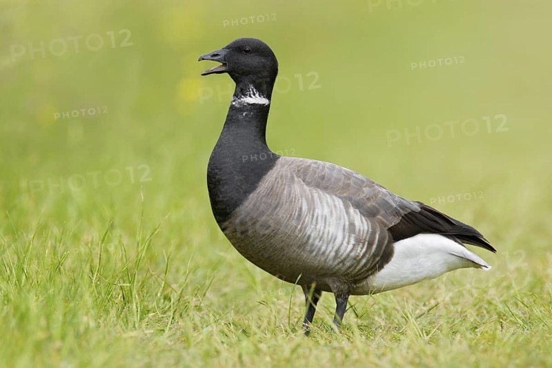Brant Goose (Branta bernicla), Texel, Netherlands