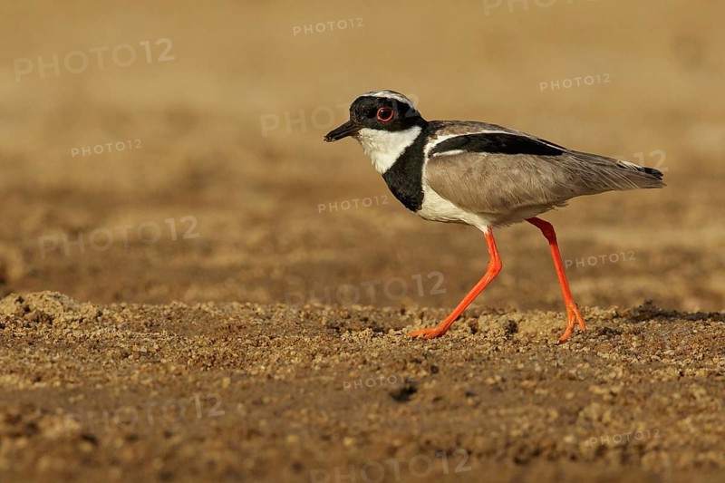Pied Plover (Hoploxypterus cayanus) near a river in the grasslands of Guyana