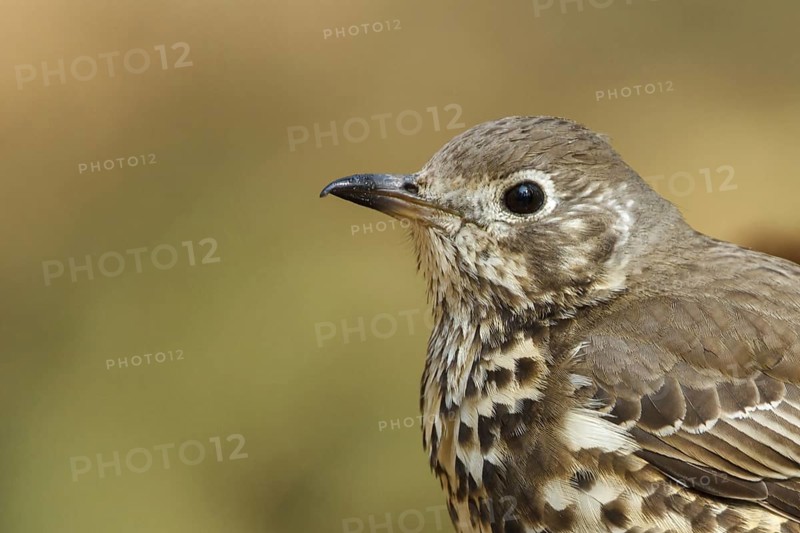 Mistle Thrush (Turdus viscivorus), Utrecht, Netherlands