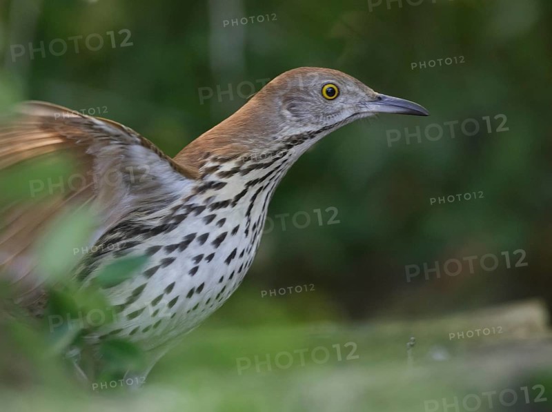 Brown Thrasher (Toxostoma rufum), Texas, USA