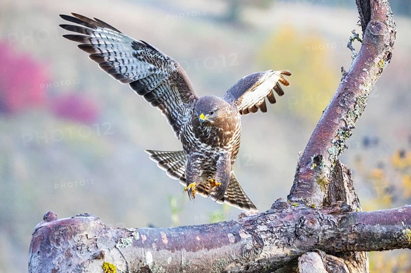Common Buzzard (Buteo buteo) Germany