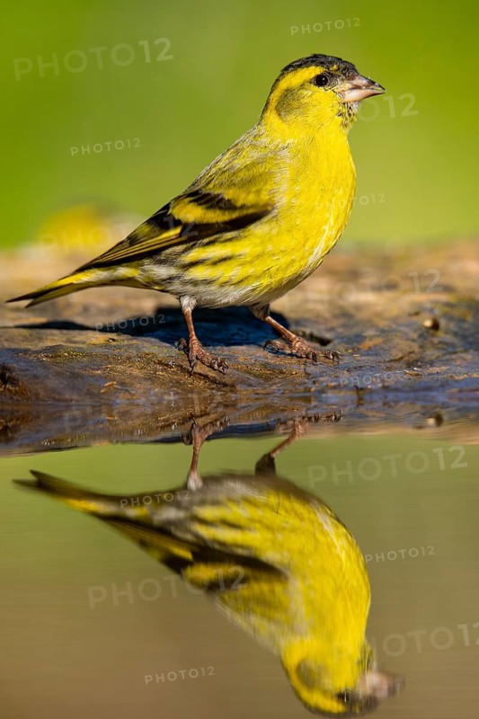 A stunning Eurasian Siskin, Spinus spinus, displayed in its vibrant yellow plumage, perches thoughtfully by the water, creating a captivating reflection