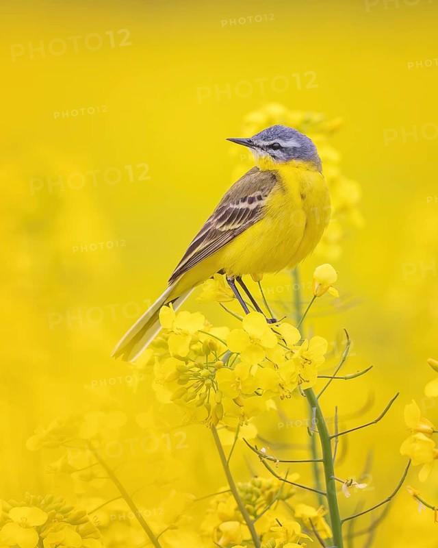 Western Yellow Wagtail (Motacilla flava) in a rape field, Saxony-Anhalt, Germany
