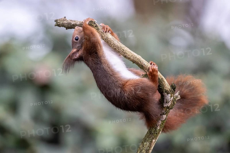 Squirrel (Sciurus vulgaris), Emsland, Lower Saxony, Germany