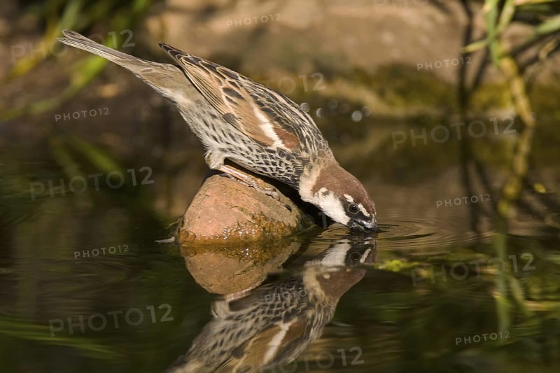 Spanish Sparrow (Passer hispaniolensis) male, Castile-La Mancha, Spain