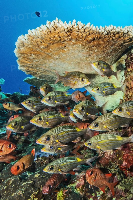 Small shoal of luminescent roadrunner (Gnathodentex aurolineatus) stands hiding under hyacinth table coral (Acropora hyacinthus) Stony coral Hard coral, Indian Ocean, Péreybère, Mauritius
