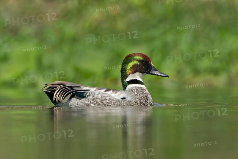 Falcated Duck (Mareca falcata) male, West Bengal, India