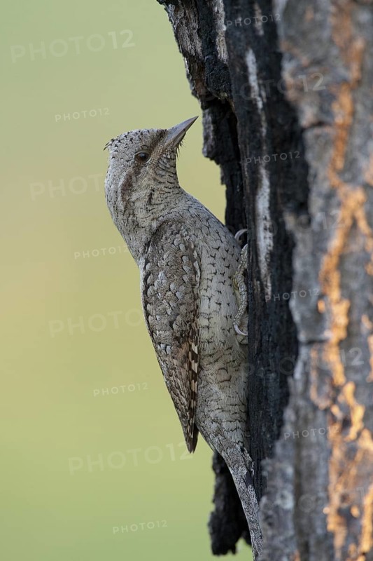 Eurasian Wryneck (Jynx torquilla), Nizhegorodskaya, Russia
