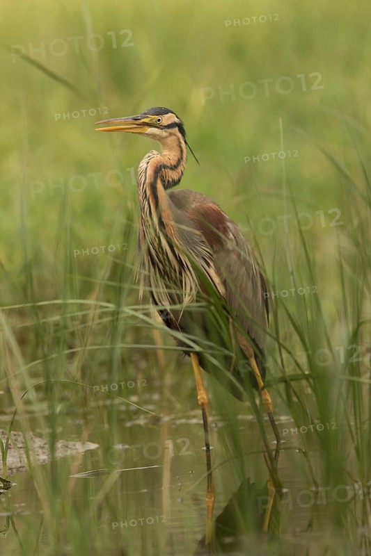 Purple Heron (Ardea purpurea) foraging, Serbia