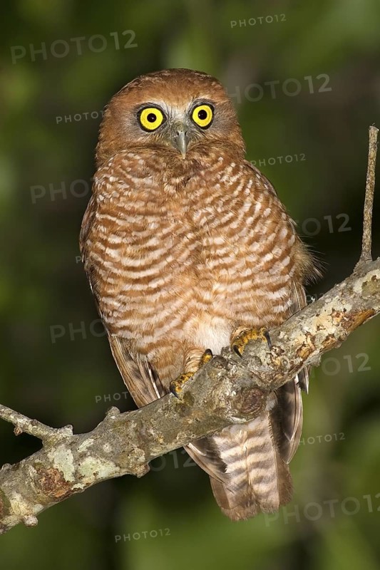 Christmas Boobook (Ninox natalis), Christmas Island, Australia