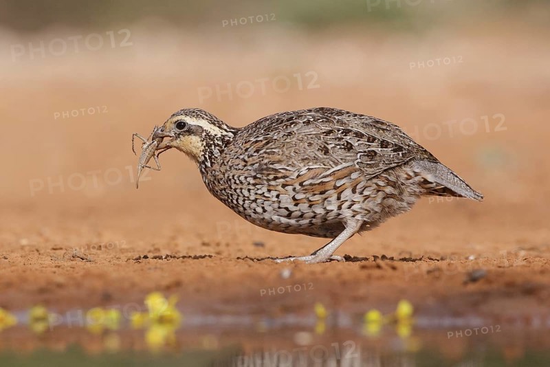 Northern Bobwhite (Colinus virginianus) female, Texas, USA