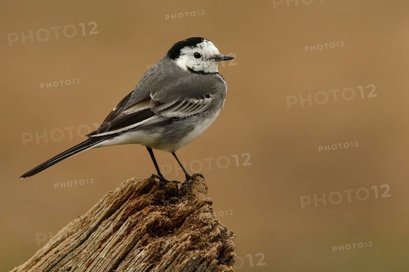 White Wagtail (Motacilla alba), perched on a trunk, Castile and Leon, Spain