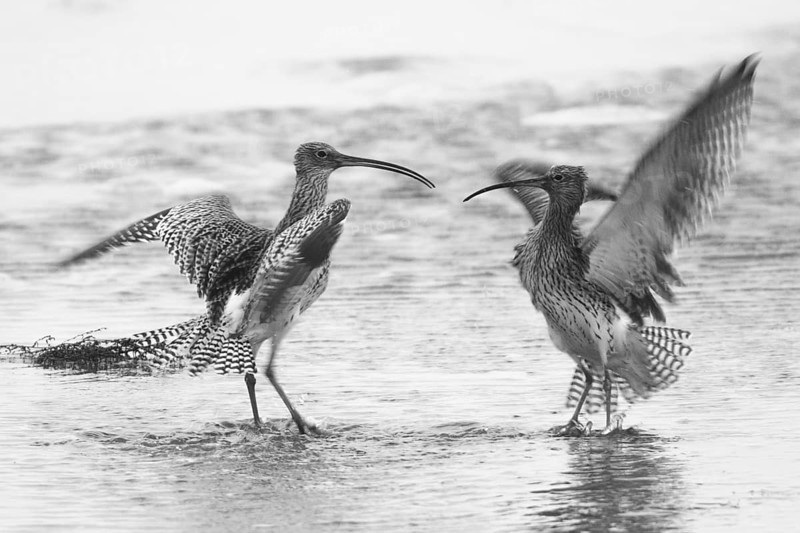 Eurasian Curlew (Numenius arquata), Texel, Netherlands