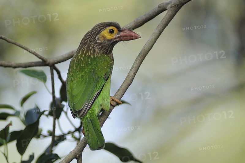 Brown-headed Barbet (Psilopogon zeylanicus), Sri Lanka