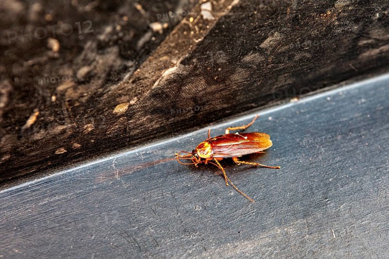 Cockroach crawling on a surface, detailed image with high-contrast colours, The American cockroach (Periplaneta americana) in Arequipa in Peru