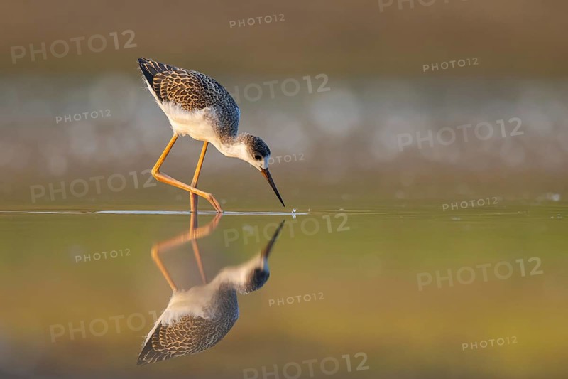 Black-winged Stilt (Himantopus himantopus) juvenile foraging, North Rhine-Westphalia, Germany