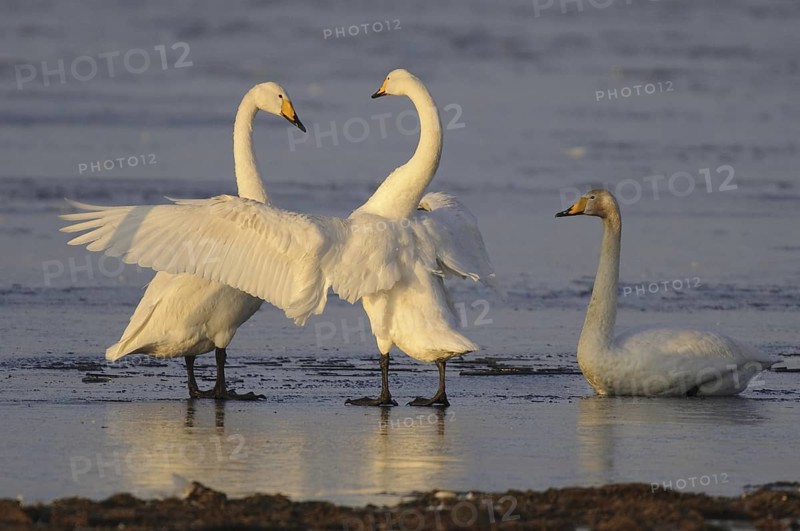 Whooper Swan (Cygnus cygnus), Lower Saxony, Germany