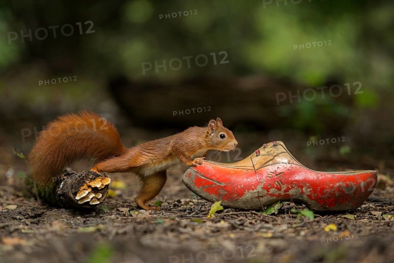 Eurasian Red Squirrel (Sciurus vulgaris) inspecting a old clog, Netherlands