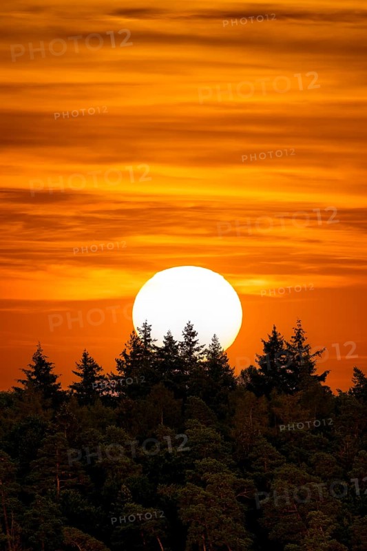 Sun, sunset, forest, firs, Baden-Württemberg