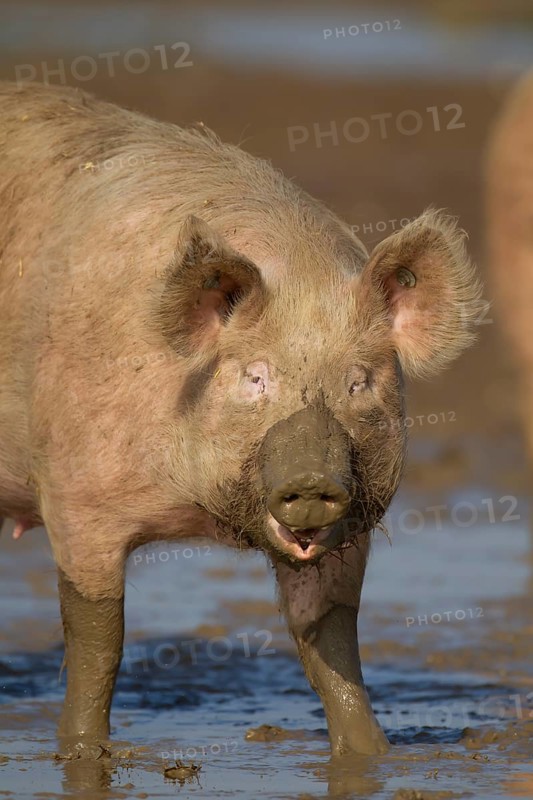 Domestic pig (Sus scrofa domesticus) adult farm animal in a muddy field, England, United Kingdom